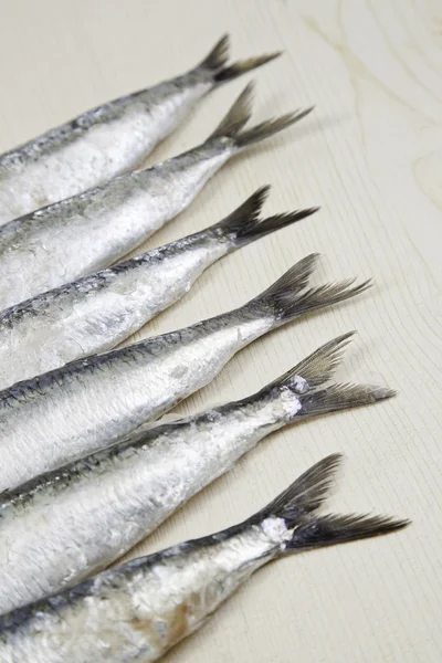 Staarten van sardines — Stockfoto