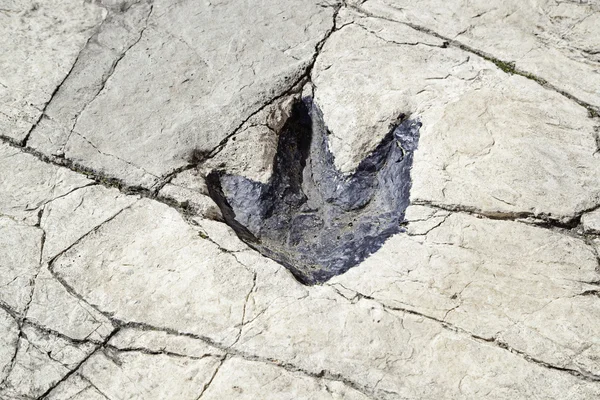 Fossilized dinosaur footprint — Stock Photo, Image