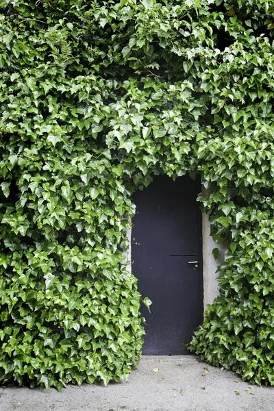 Айви на стене и двери — стоковое фото