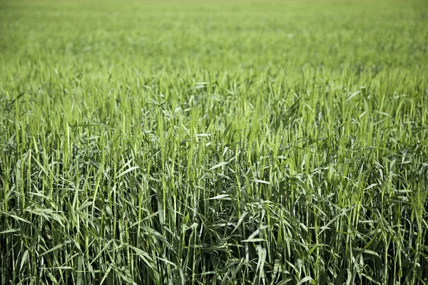 Gras auf dem Feld — Stockfoto