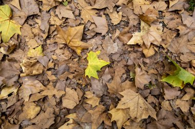 Sonbaharda dökülen yaprakların ayrıntıları, soğuk ve mevsim değişimi