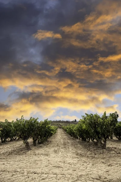 ワイン製造用ブドウ畑の詳細 — ストック写真