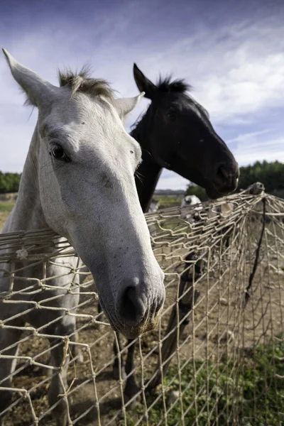 Detalle Animales Alimentados Una Granja Mamífero Domesticado —  Fotos de Stock