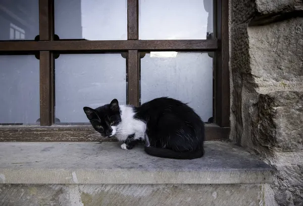 Detail Von Verlassenen Und Allein Auf Der Straße Lebenden Haustieren — Stockfoto