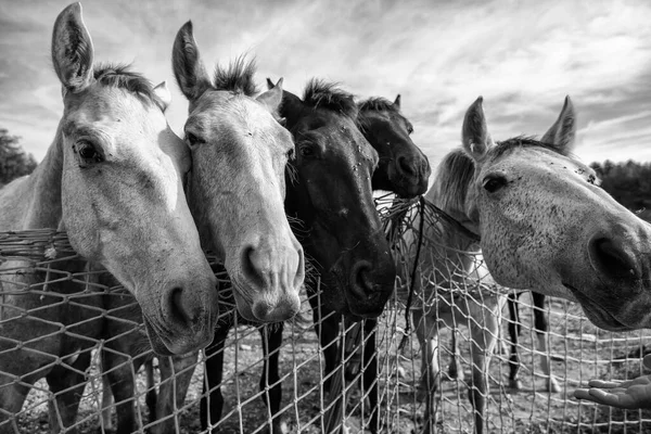 Detail Animals Feeding Farm Domesticated Mammal Animal — Stock Photo, Image