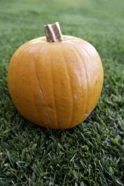 Detalhe Abóboras Frescas Para Decorar Noite Halloween — Fotografia de Stock