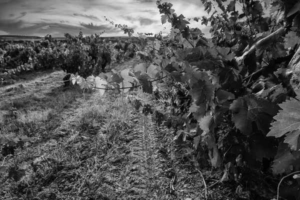 Detail Wine Industry Fresh Cultivated Fruit Agriculture Wine Culture — Stock Photo, Image