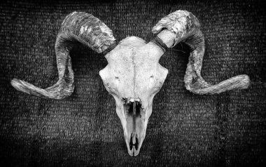Dekorasyon, korku ve büyücülük için ölü hayvan kemiklerinin ayrıntıları