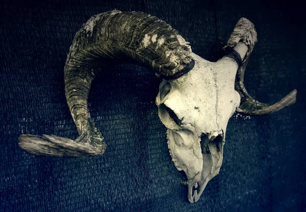 Λεπτομέρεια Νεκρών Οστών Ζώων Για Διακόσμηση Φόβο Και Μαγεία — Φωτογραφία Αρχείου