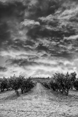 Şarap imalatı için üzüm tarlalarının ayrıntıları