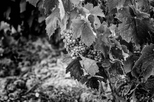 Wilde Vruchten Een Wijngaard Voor Wijnindustrie — Stockfoto