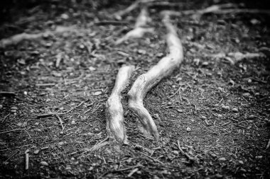 Ormandaki yaşlı ağacın, doğanın ve yaşamın ayrıntıları.