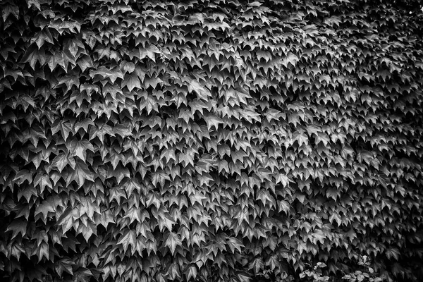 Detalhe Folhas Verdes Uma Fábrica Decoração Natureza — Fotografia de Stock