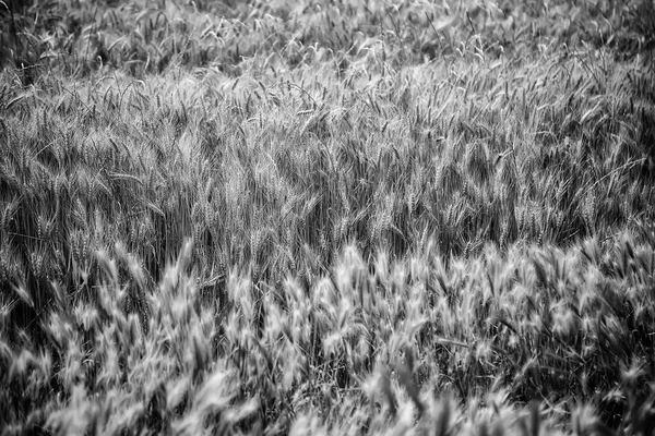 Detalhe Campo Cultivado Trigo Cereais Natureza — Fotografia de Stock