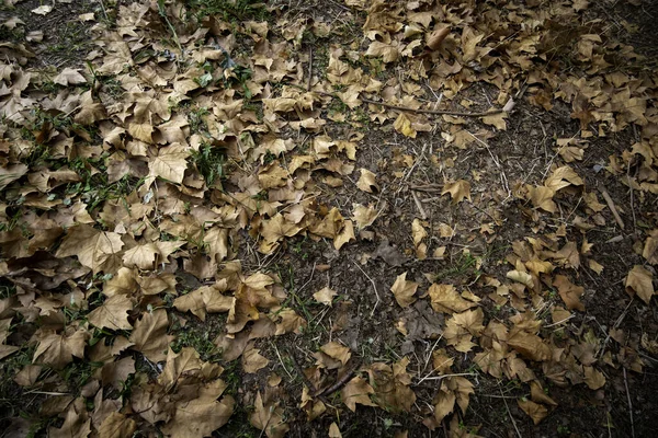 Détail Chute Des Feuilles Automne Froid Changement Saison — Photo