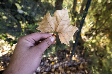 Sonbaharda dökülen yaprakların ayrıntıları, soğuk ve mevsim değişimi