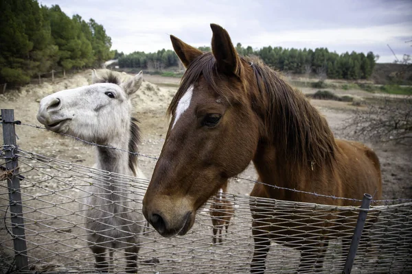 Detalle Animales Alimentados Una Granja Mamífero Domesticado —  Fotos de Stock