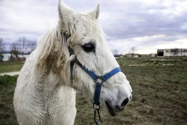 Detalj Djur Som Utfodras Gård Tama Däggdjur — Stockfoto