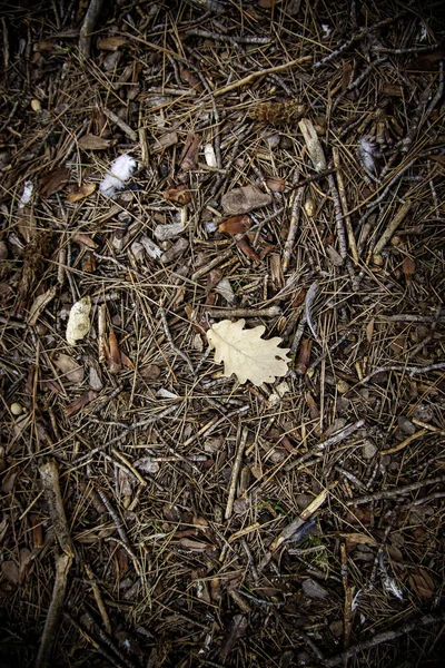 Detail Des Laubfalls Herbst Kälte Und Wechsel Der Jahreszeit — Stockfoto