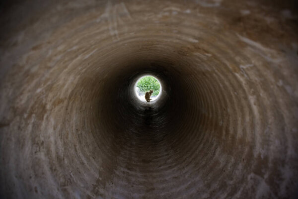 Брошенные уличные кошки, бродячие животные, домашние животные