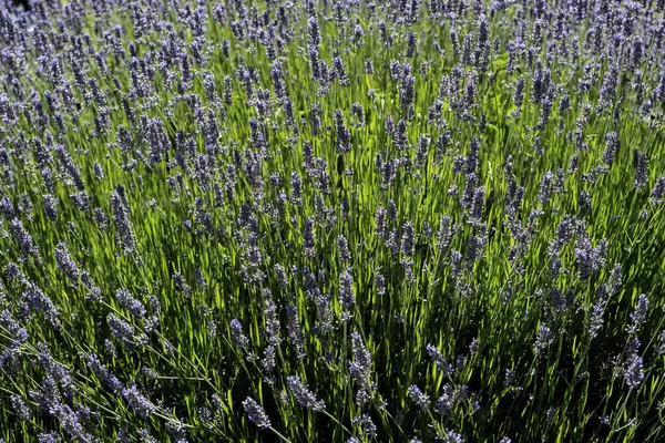 Detalhe Dos Campos Flores Lavanda Aroma Natureza — Fotografia de Stock