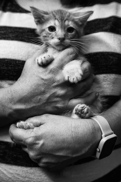 Detail Van Kattenpup Achtergelaten Straat Eenzaamheid Verdriet — Stockfoto