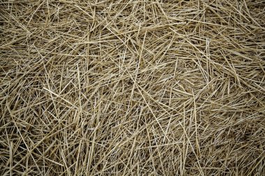 Detail of dry wheat straw, animal feed