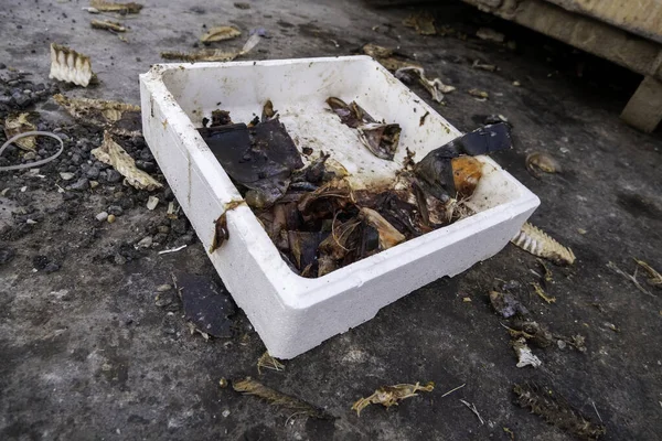 Detail Dead Dried Fish Sun Food Stray Animals — Stockfoto