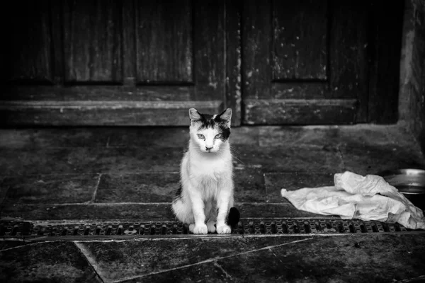 Verlaten Straatkatten Zwerfdieren Huisdieren — Stockfoto