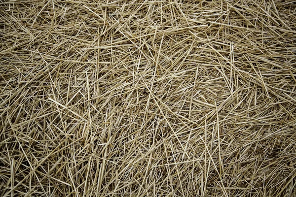 Detail Dry Wheat Straw Animal Feed — Stock fotografie