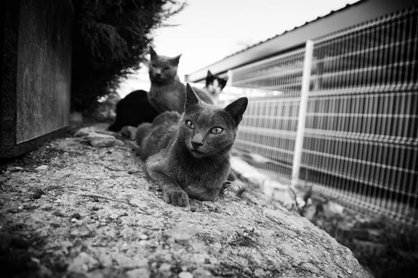 Bezdomny Kot Ulicy — Zdjęcie stockowe