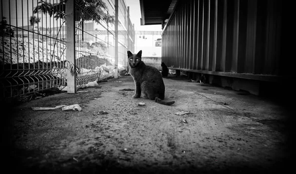 Detalhe Gato Sem Teto Rua — Fotografia de Stock