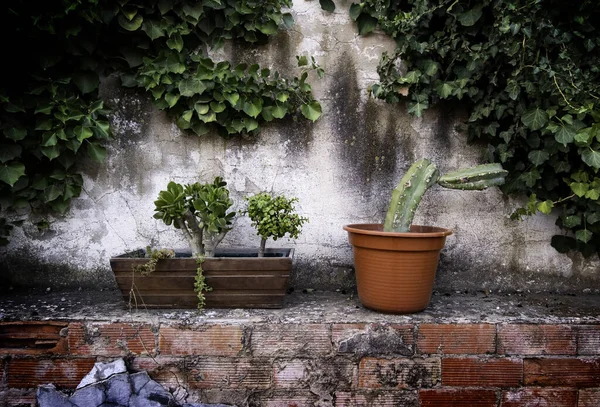 Detail Der Dekoration Mit Pflanzen Natur — Stockfoto