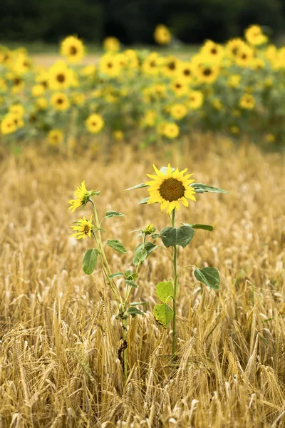 Tarlada ayçiçekleri