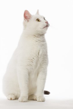 White cat high key clipart