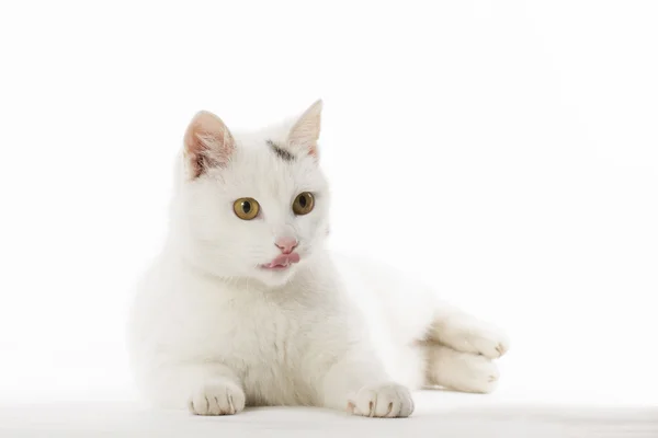 Sweet tooth cat — Stock Photo, Image
