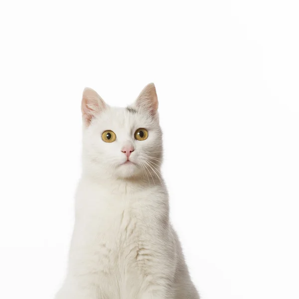 Gato branco 1 — Fotografia de Stock