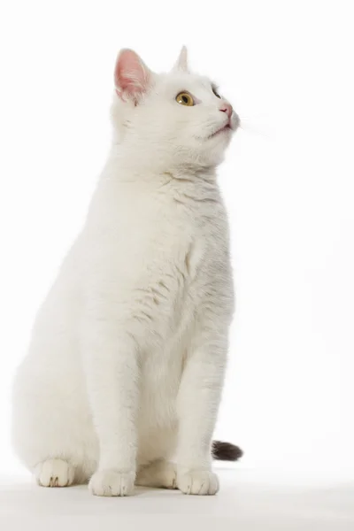 Chave alta de gato branco — Fotografia de Stock