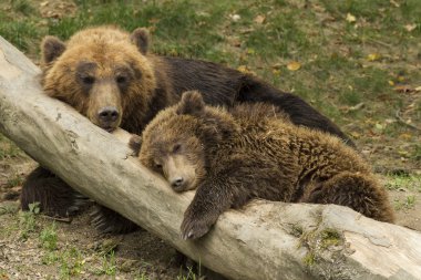 sleeping bear cub clipart