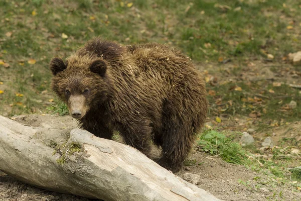 hüzünlü ayı yavrusu