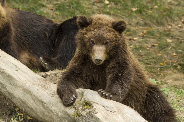 Schläfriger Bär lizenzfreie Stockfotos