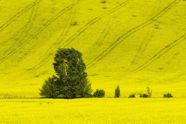 Kanola alanındaki ağaç