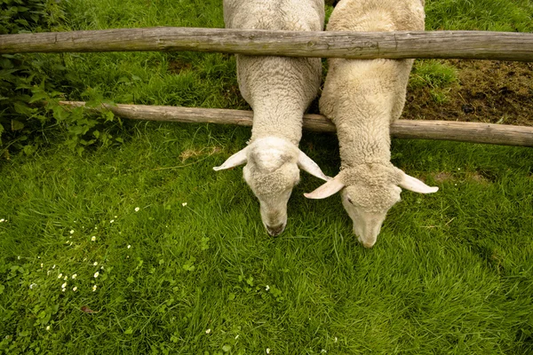 Schafe haben Hunger Stockfoto