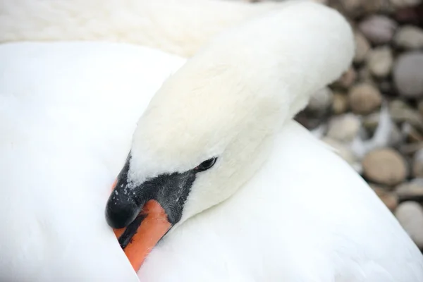 Swan 's face — стоковое фото