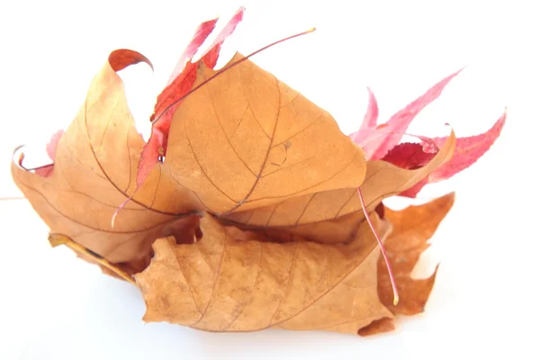 Reddish & brownish leafs — Stock Photo, Image