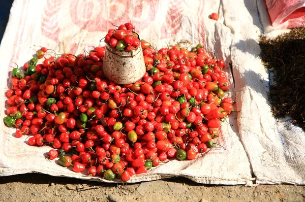 Pequeños pimientos en pie — Foto de Stock