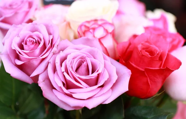 Színes rózsák Jogdíjmentes Stock Fotók