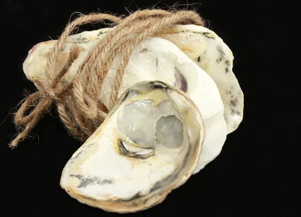 Oyster shells and rope — Stock Photo, Image