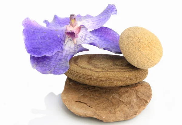 Orchidea sopra pietre giallastre — Foto Stock
