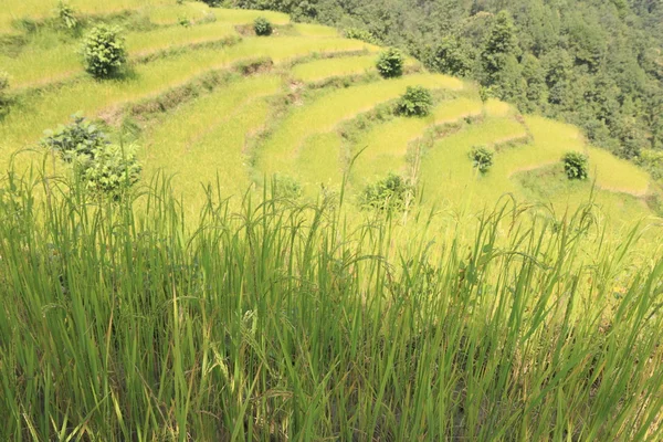 Campos de arroz — Fotografia de Stock